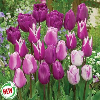 Purple Sensation Tulip Blend Thumbnail